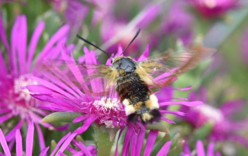 Hemaris fuciformis